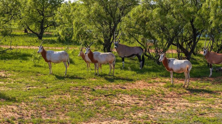 Creed Ranch Graham TX 6 1 768x432