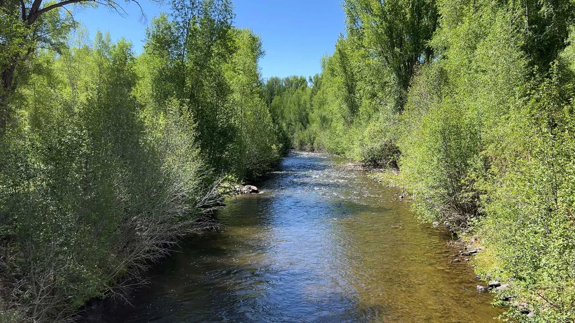 Ohio Creek flowing beneath cottonwoods and willows at Eagle Ridge Ranch, Gunnison, Colorado